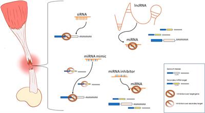 Reprogramming tendon healing: a guide to novel molecular tools